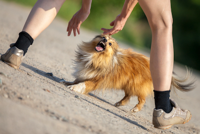 Putting down sale an aggressive dog